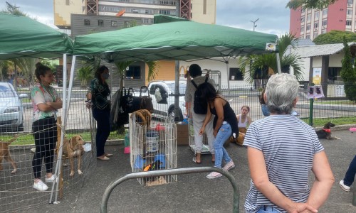Meio Ambiente promove feira de adoção de cães e gatos neste domingo em Volta Redonda